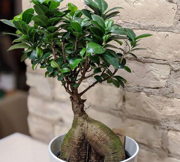 عکس درختچه
