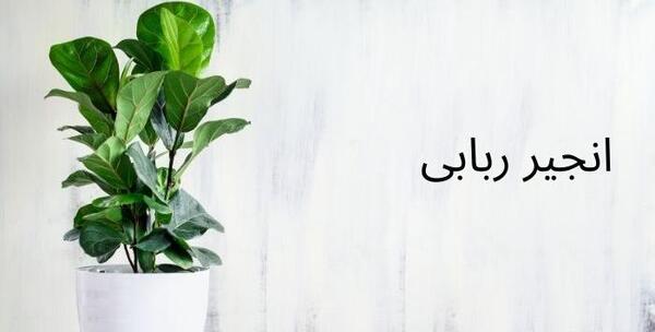 عکس درختچه