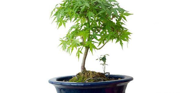عکس درختچه