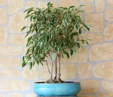 عکس درختچه