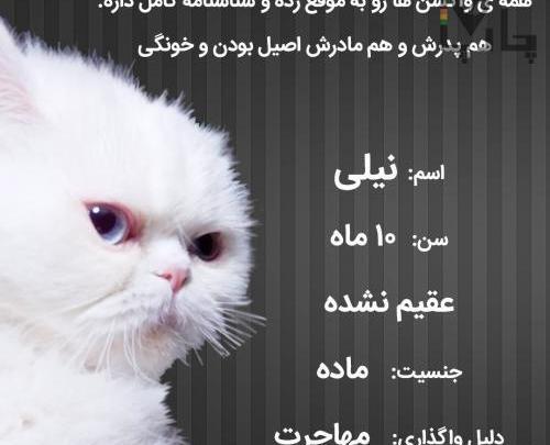 عکس نوشته گربه صفت بودن