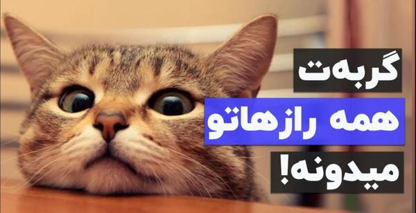 عکس نوشته گربه صفت بودن
