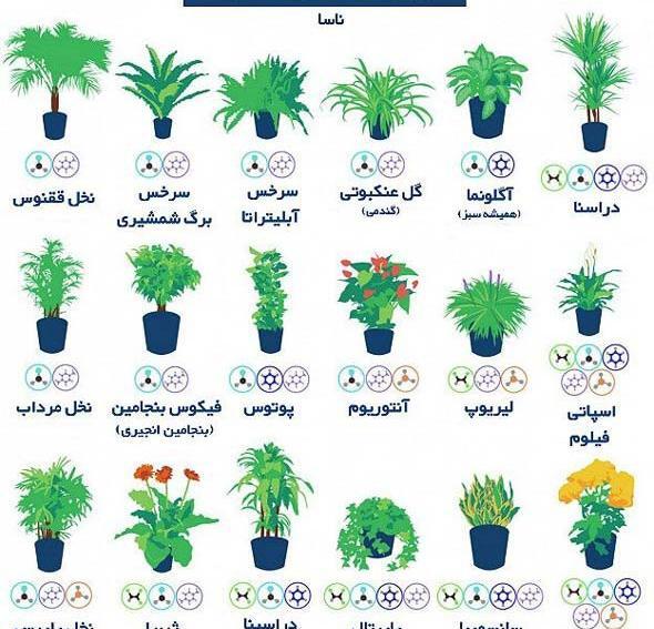 عکس انواع گل آپارتمانی با اسم