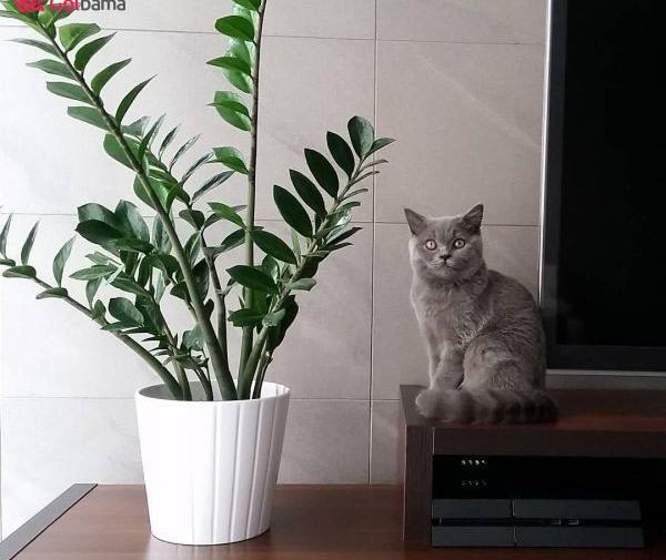 عکس انواع گل آپارتمانی با اسم