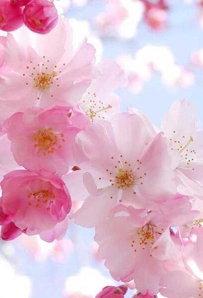 عکس های قشنگ برای صفحه ی گوشی