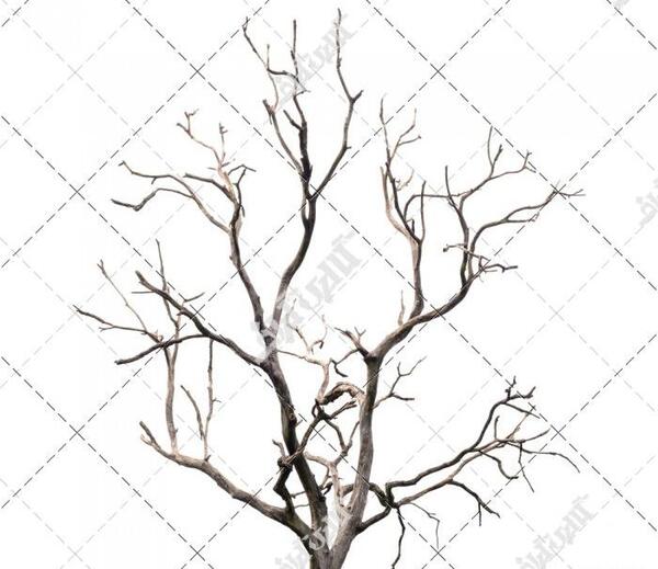 عکس درخت