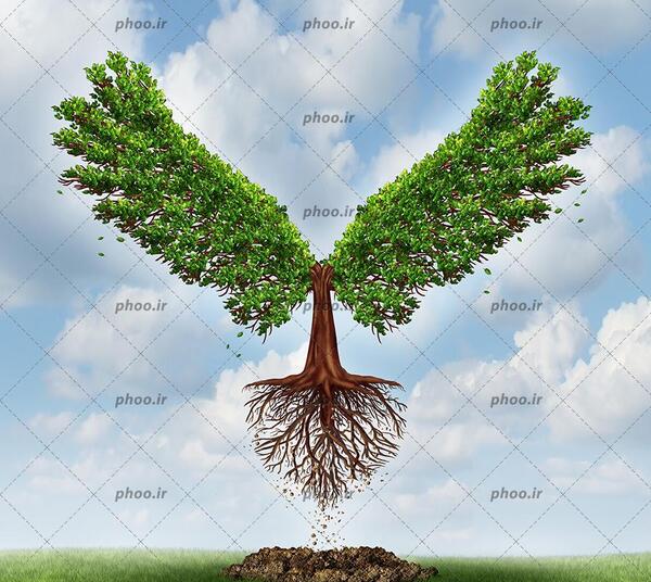 عکس درخت