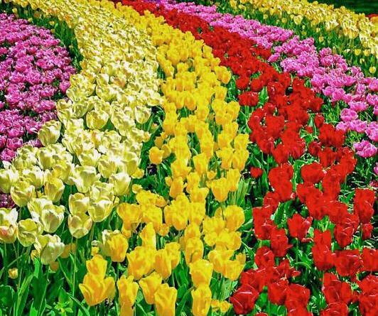 دانلود عکس های گل های زیبا