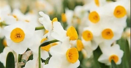 عکس پروفایل گل نرگس با نوشته
