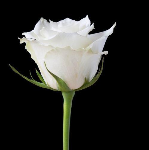 عکس های گل رز سیاه و سفید