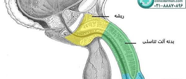 عکس آلت تناسلی