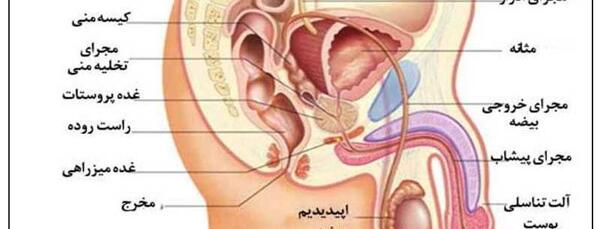 عکس آلت تناسلی