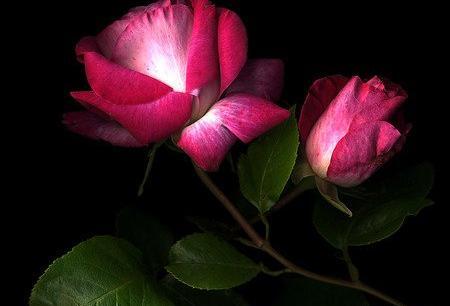 عکس های گل سرخ