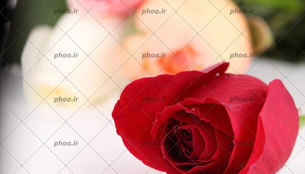 عکس های گل سرخ