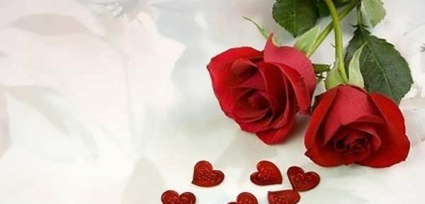عکس های گل سرخ