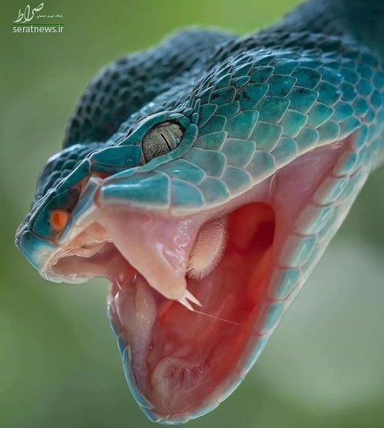 عکس مار
