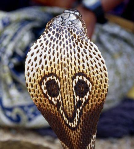 عکس مار