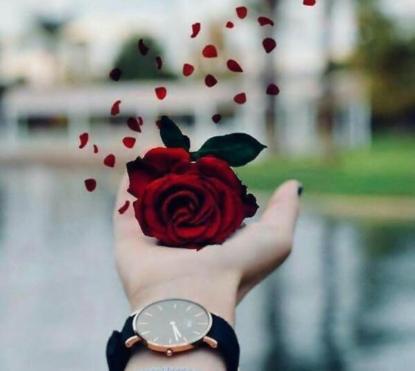 عکس های گل رز قرمز عاشقانه