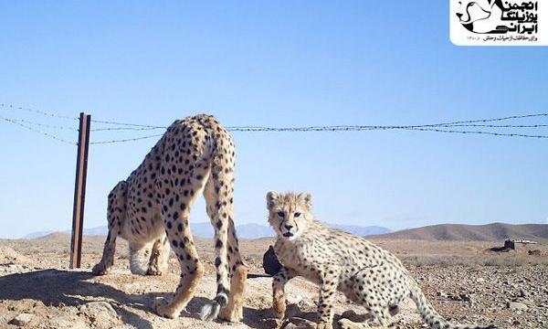 عکس های حیات وحش زیبا