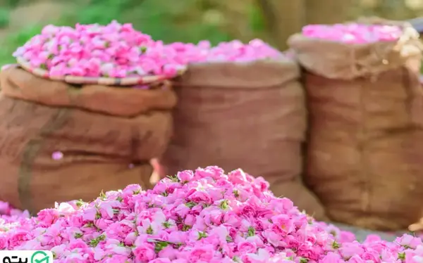 عکس های گلاب گیری کاشان