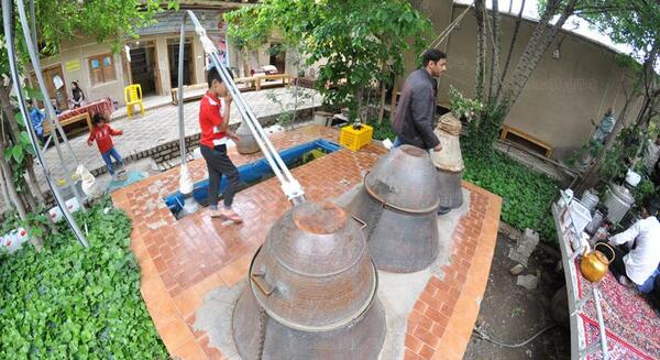عکس های گلاب گیری کاشان