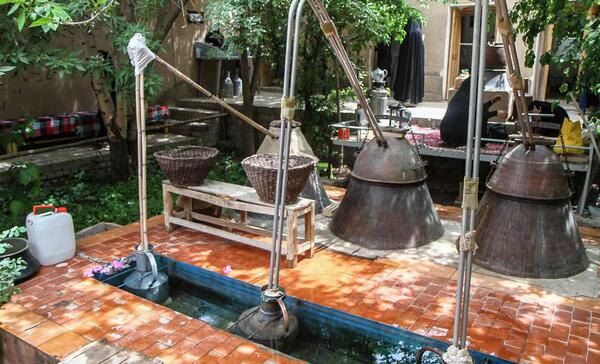 عکس های گلاب گیری کاشان