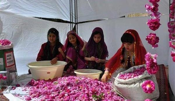 عکس های گلاب گیری کاشان