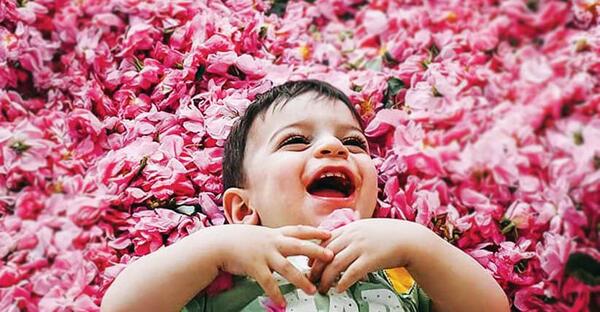 عکس های گلاب گیری کاشان