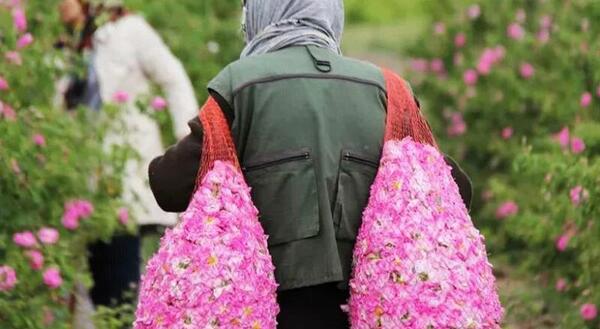 عکس های گلاب گیری کاشان