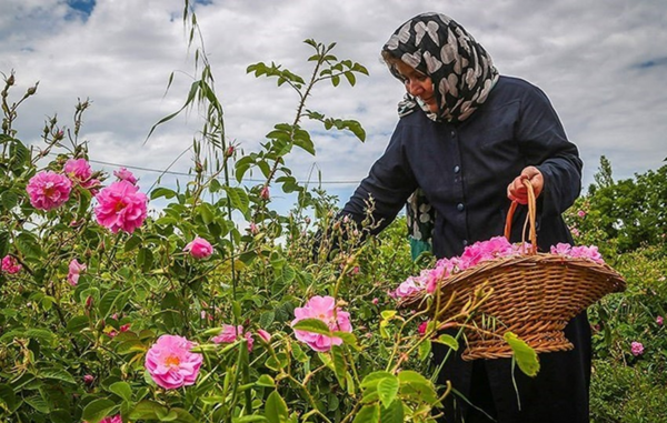 عکس های گلاب گیری کاشان