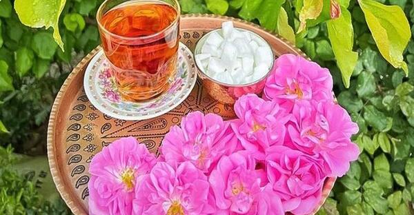 عکس های گلاب گیری کاشان
