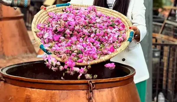 عکس های گلاب گیری کاشان