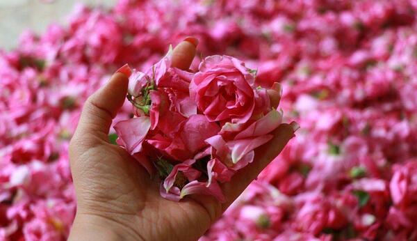 عکس های گلاب گیری کاشان