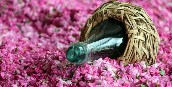 عکس های گلاب گیری کاشان