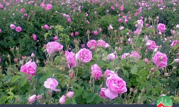 عکس های گلاب گیری کاشان