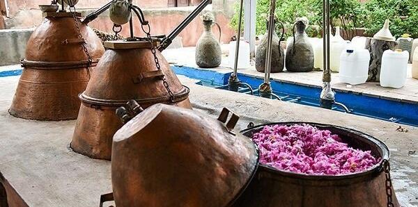 عکس های گلاب گیری کاشان