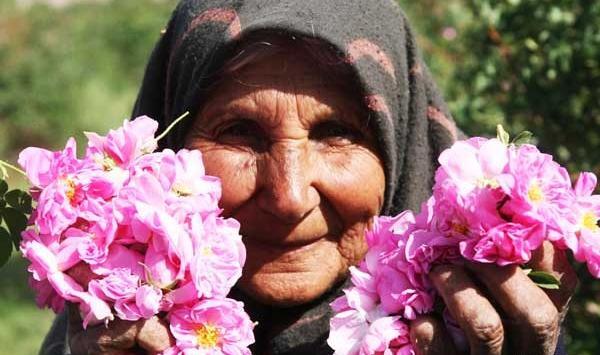 عکس های گلاب گیری کاشان