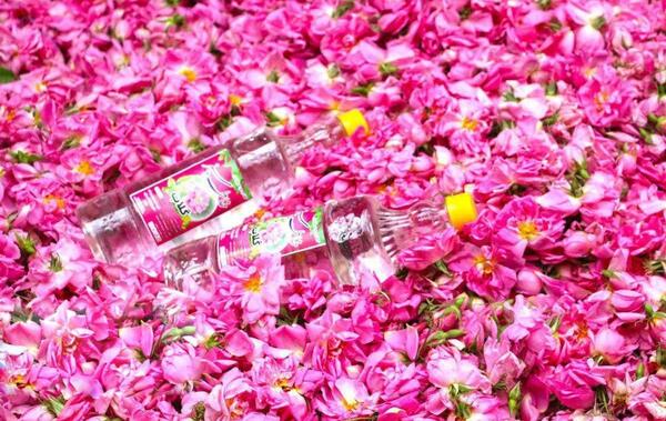 عکس های گلاب گیری کاشان