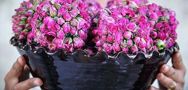 عکس های گلاب گیری کاشان