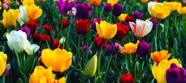 عکس های زیبای طبیعت فول اچ دی