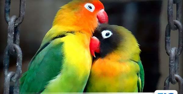 عکس های طوطی برزیلی