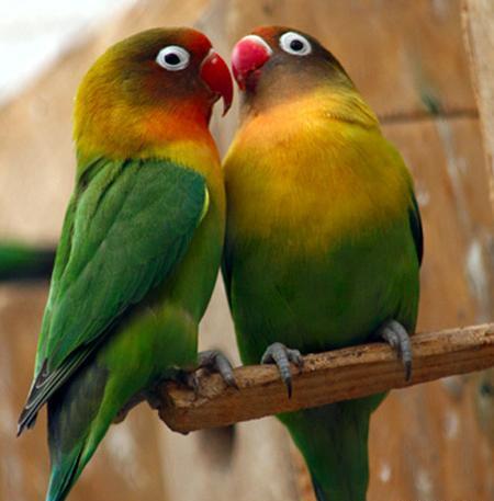 عکس های طوطی برزیلی