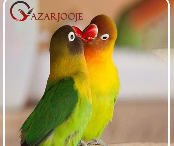 عکس های طوطی برزیلی