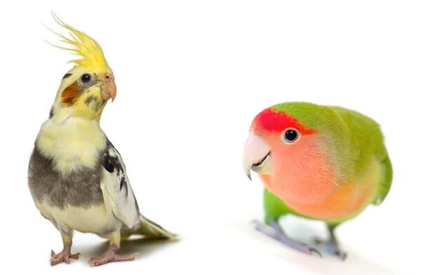 عکس های طوطی برزیلی