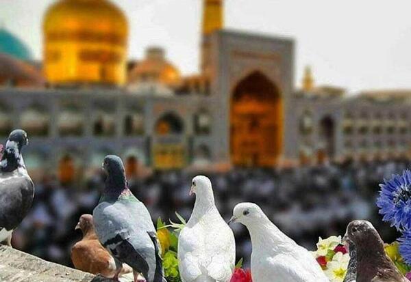 عکس های حرم امام رضا علیه السلام
