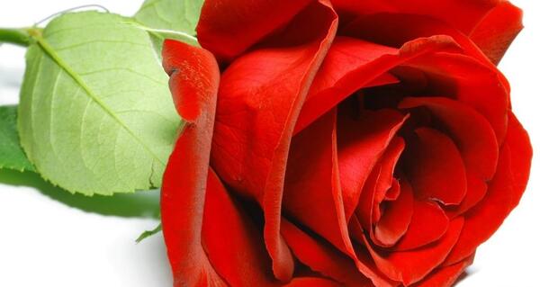 عکس های گل های رز