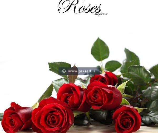 عکس های گل های رز