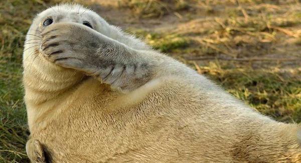 عکس های حیوانات خنده دار