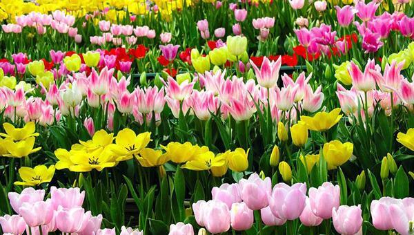 عکس های زیبای گل ها