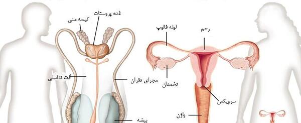 عکس آلت مردانه